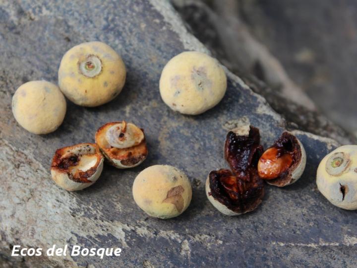 Stephanopodium costaricense (Cara de vieja)