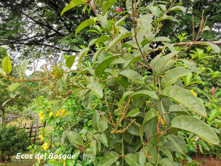 Struthanthus cansjerifolius