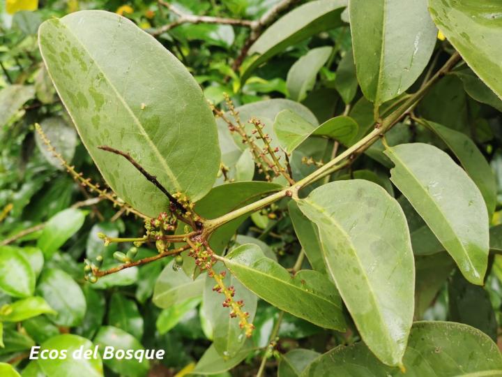 Struthanthus cansjerifolius