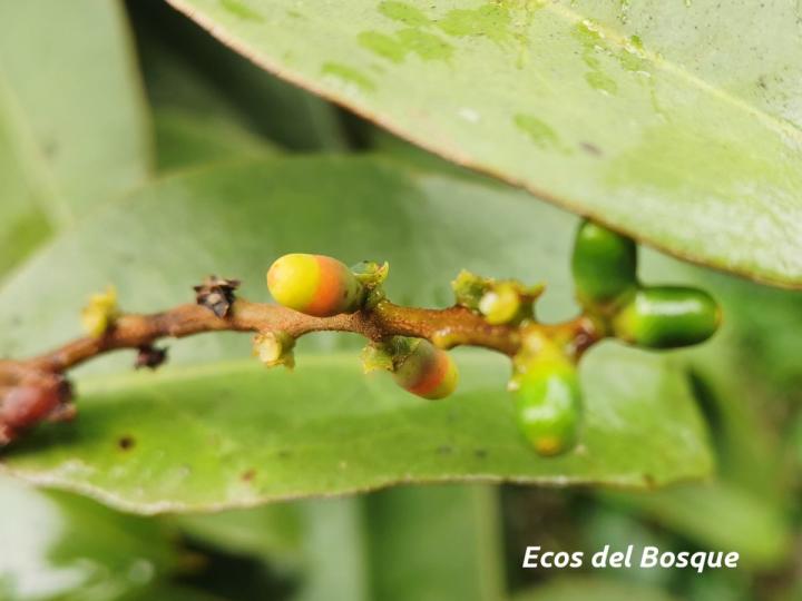 Struthanthus cansjerifolius