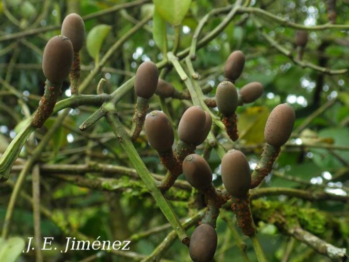 Struthanthus orbicularis