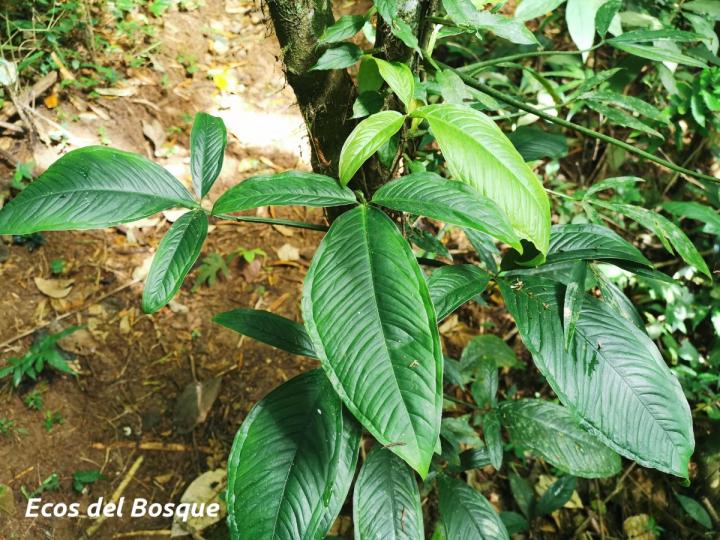 Syngonium triphyllum