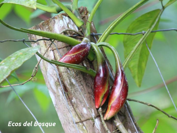 Syngonium triphyllum