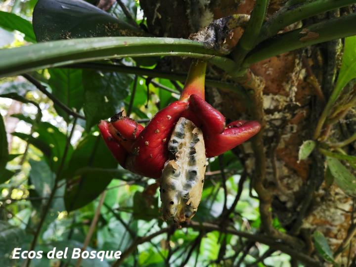 Syngonium triphyllum