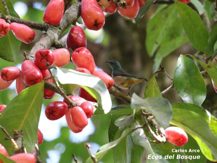 Syzygium malaccense