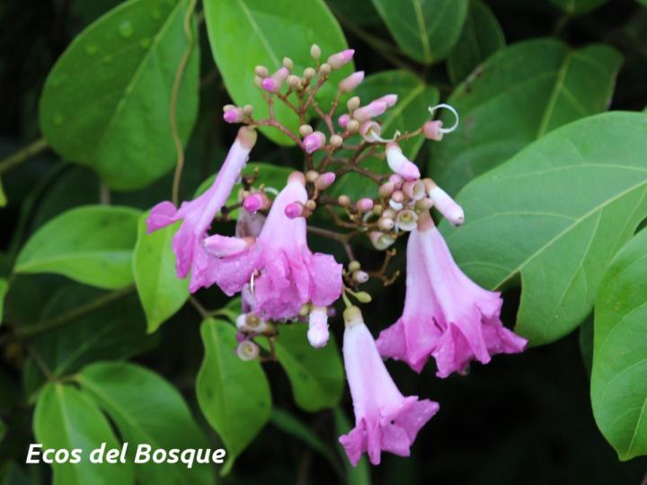 Tanaecium pyramidatum