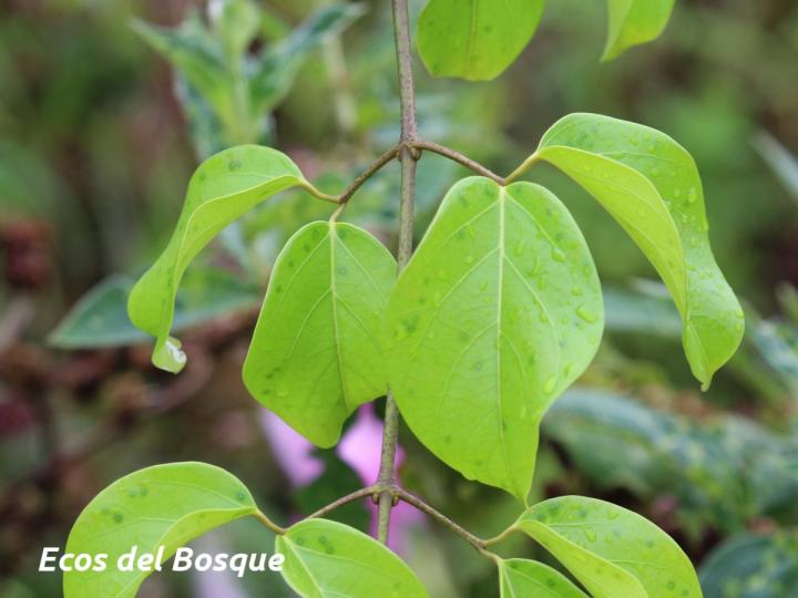 Tanaecium pyramidatum
