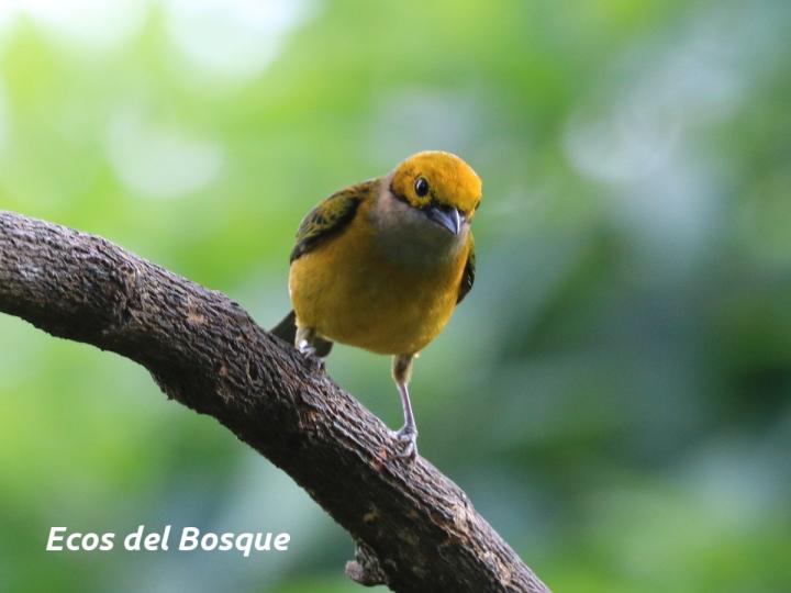 Tangara icterocephala (Tangara dorada)