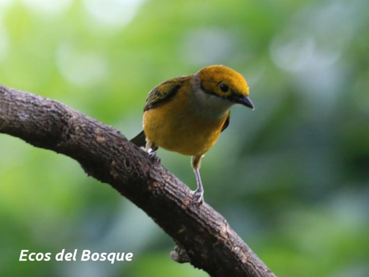 Tangara icterocephala (Tangara dorada)