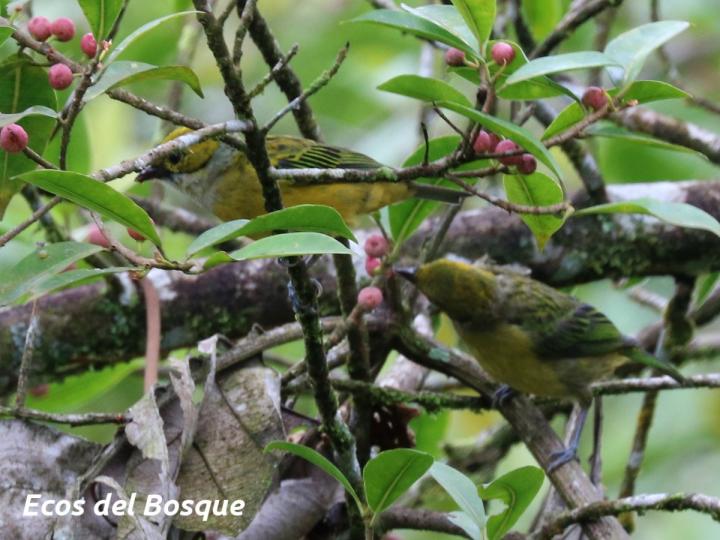 Tangara icterocephala (Tangara dorada)