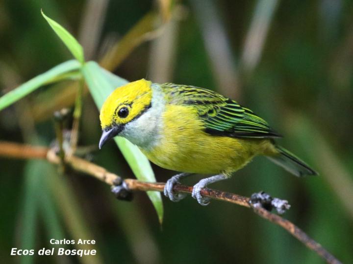 Tangara icterocephala (Tangara dorada)