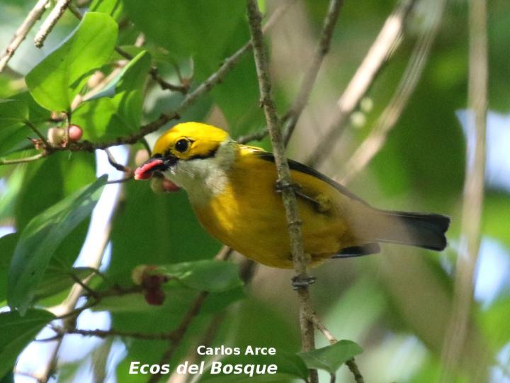 Tangara icterocephala (Tangara dorada)