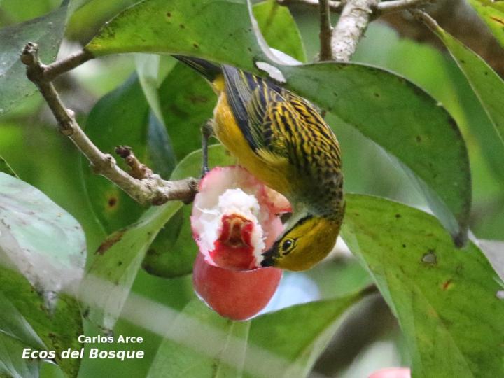 Tangara icterocephala (Tangara dorada)