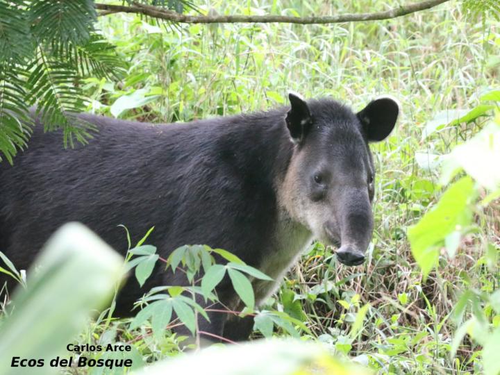 Tapirus bairdii