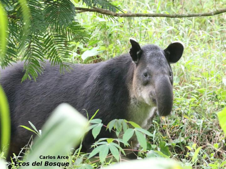 Tapirus bairdii