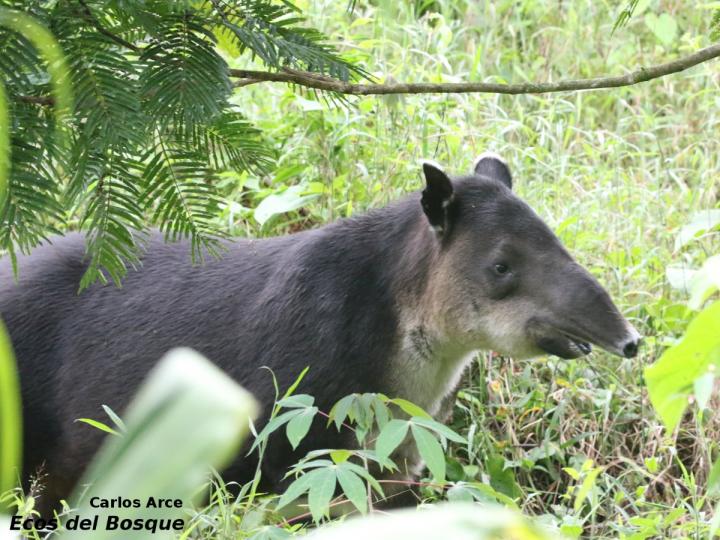 Tapirus bairdii