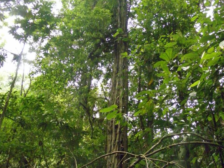 Terminalia oblonga
