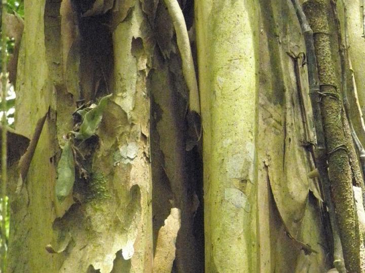 Terminalia oblonga