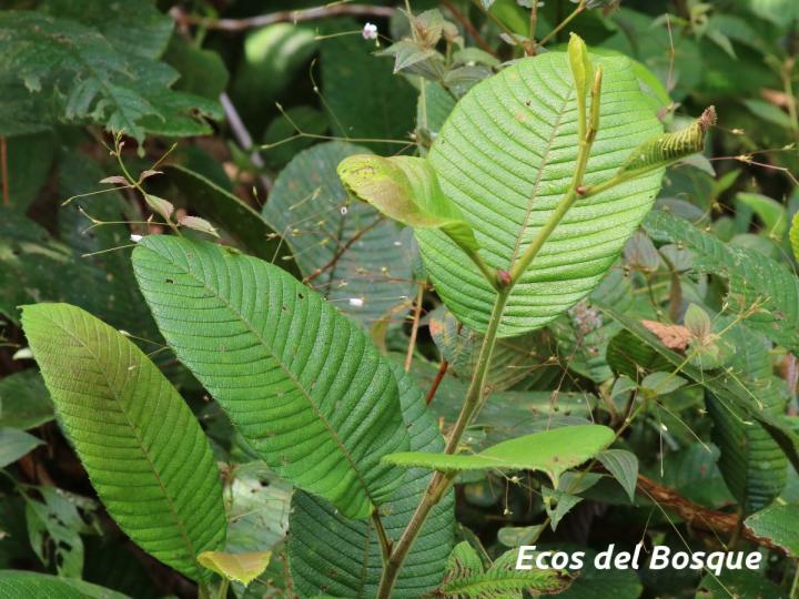 Tetracera portobellensis