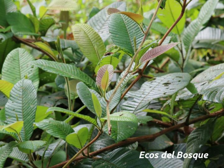Tetracera portobellensis
