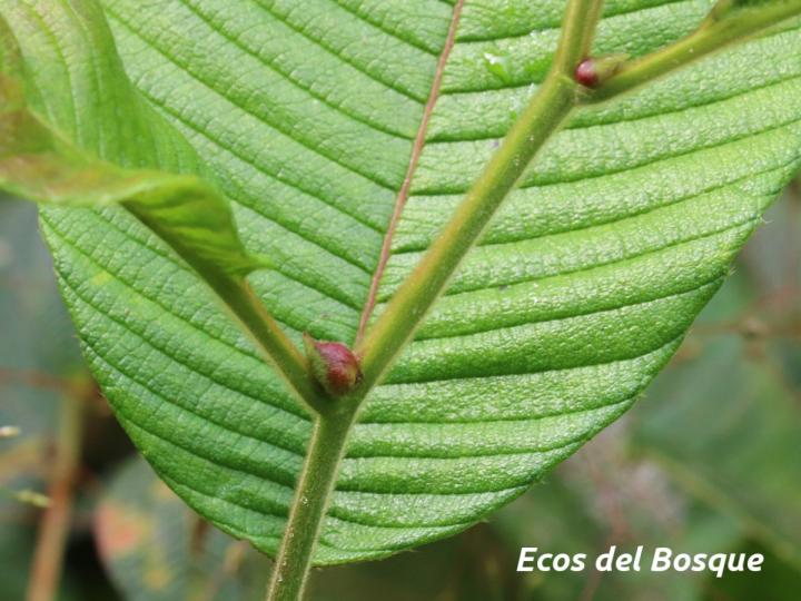 Tetracera portobellensis