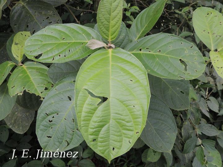 Tetrorchidium euryphyllum