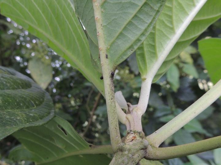 Tetrorchidium euryphyllum