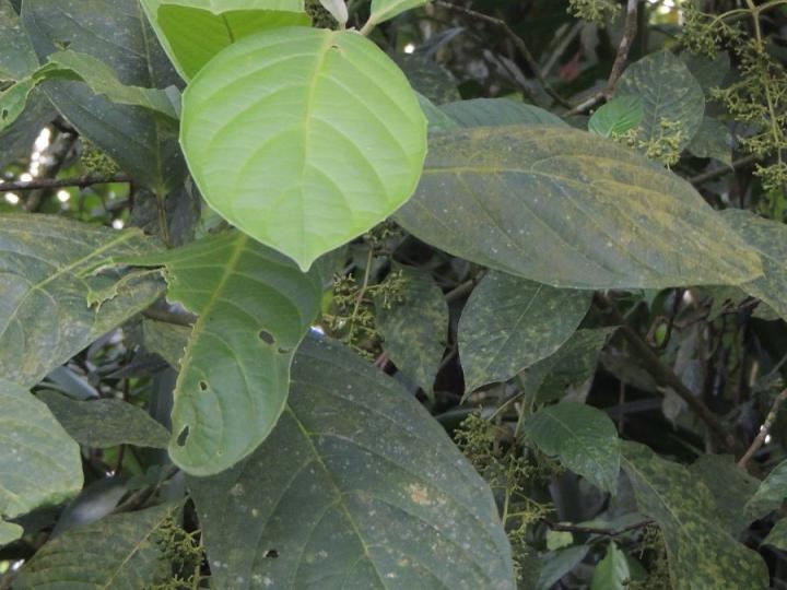 Tetrorchidium euryphyllum