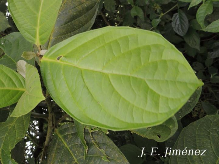 Tetrorchidium euryphyllum