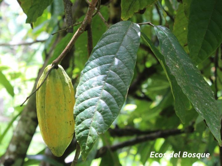 Theobroma cacao