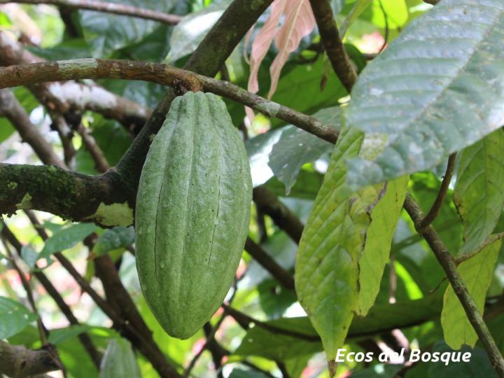 Theobroma cacao