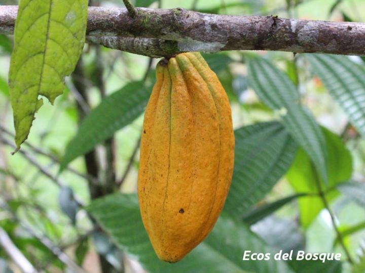 Theobroma cacao