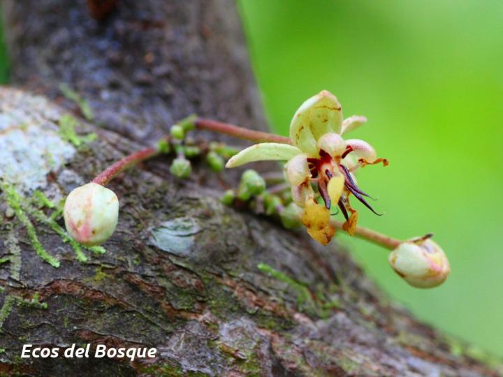 Theobroma cacao