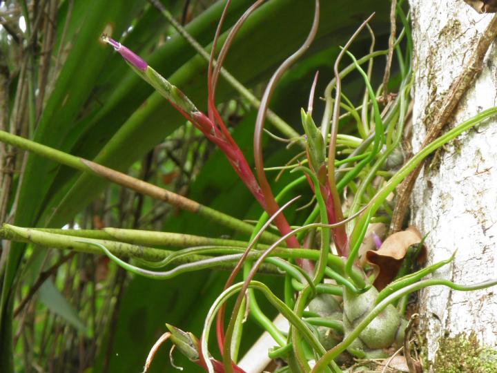 Tillandsia bulbosa