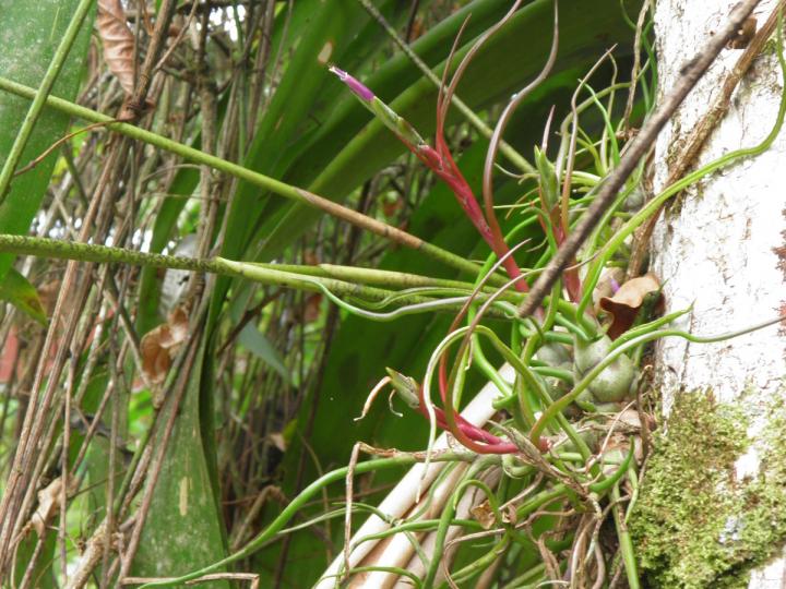 Tillandsia bulbosa