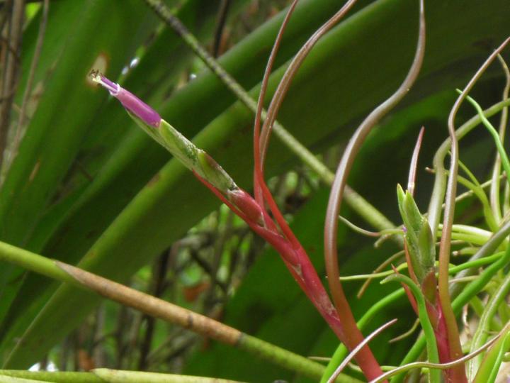 Tillandsia bulbosa