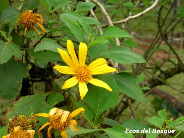 Tithonia diversifolia