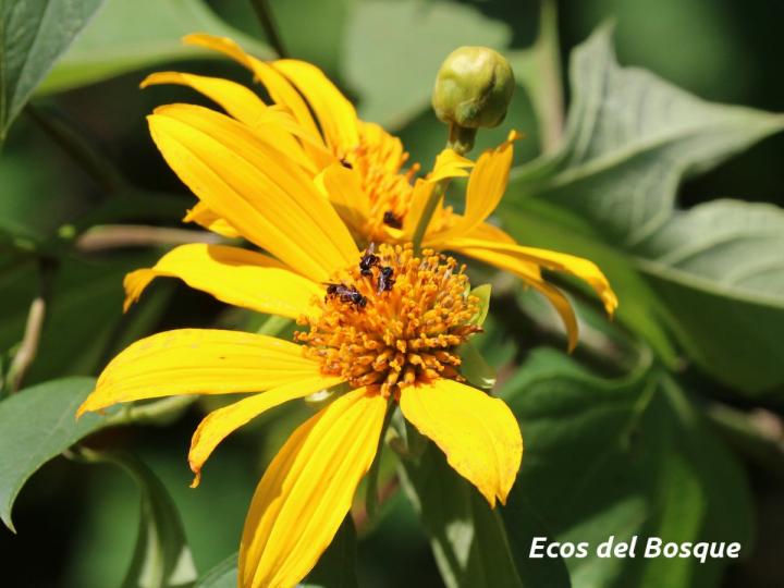 Tithonia diversifolia
