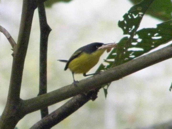 Todirostrum cinereum