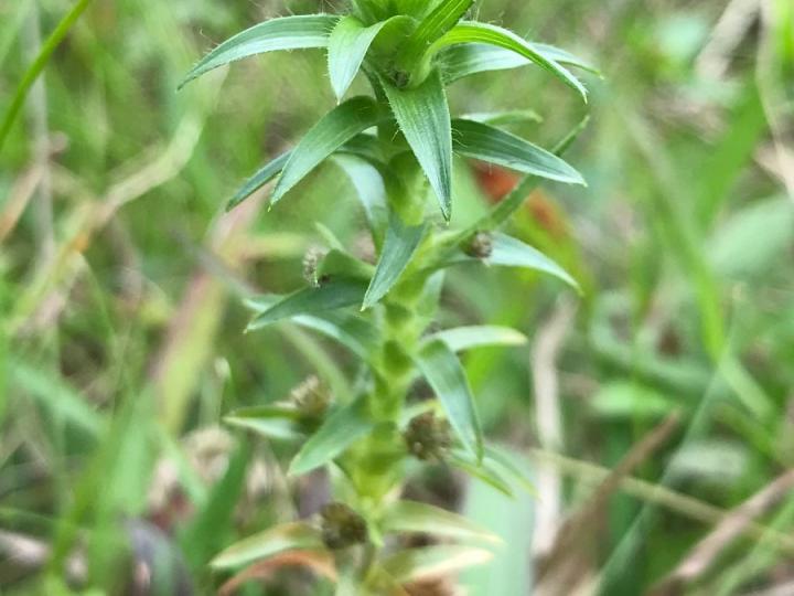 Tonina fluviatilis