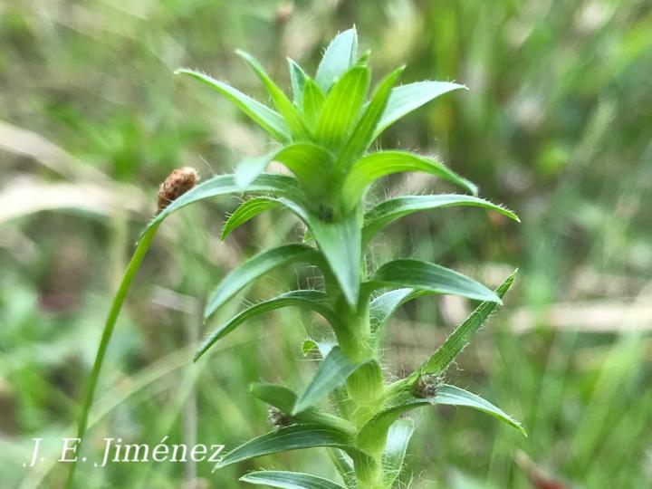 Tonina fluviatilis