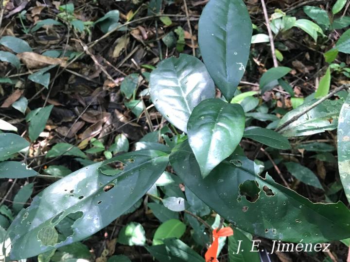 Tontelea hondurensis
