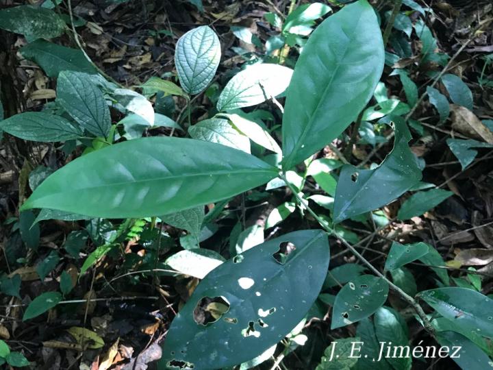 Tontelea hondurensis