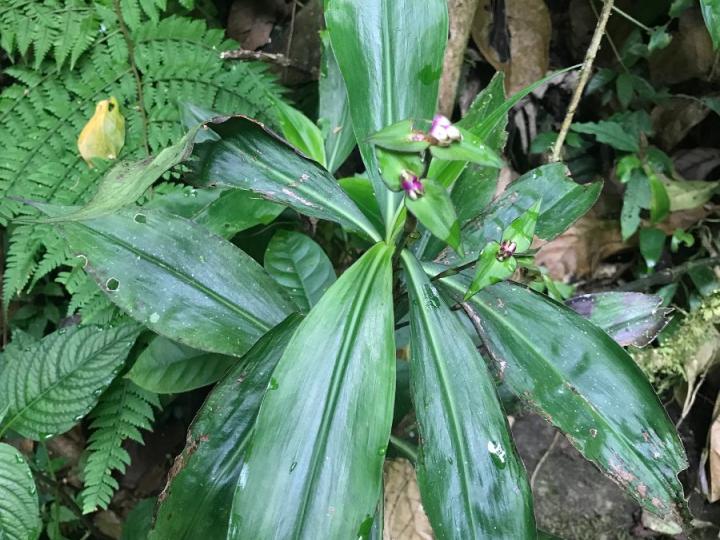 Tradescantia zanonia