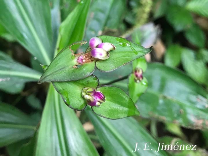 Tradescantia zanonia