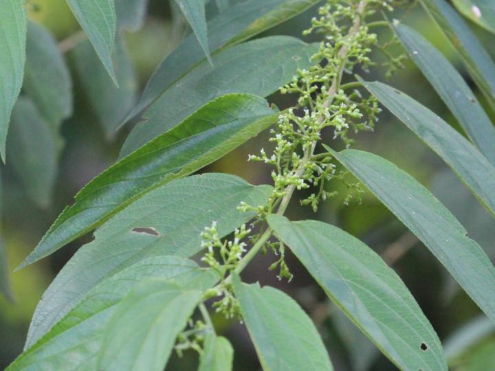 Trema micrantha