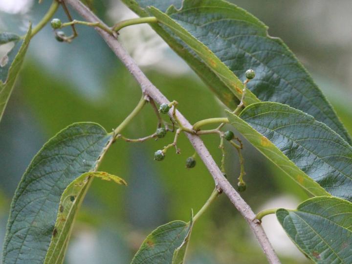 Trema micrantha
