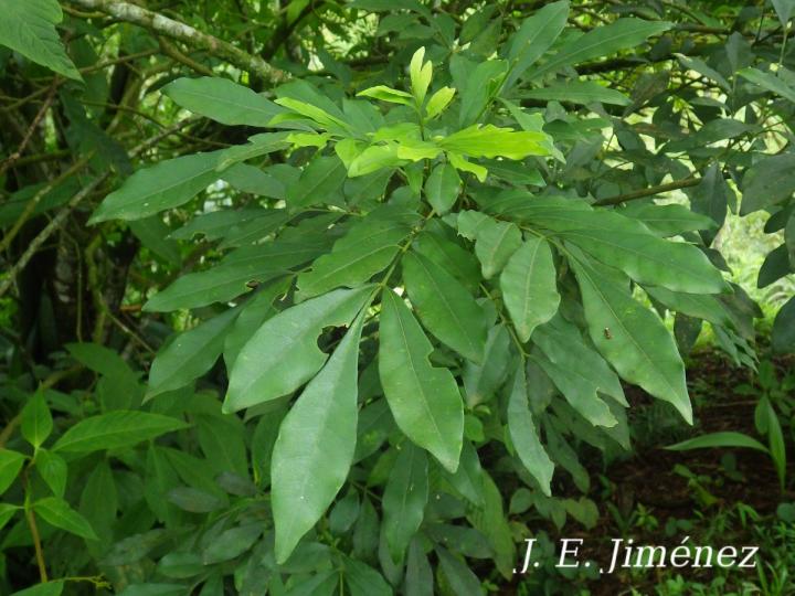 Trichilia havanensis