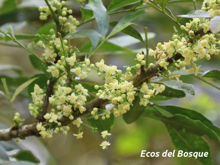 Trichilia havanensis