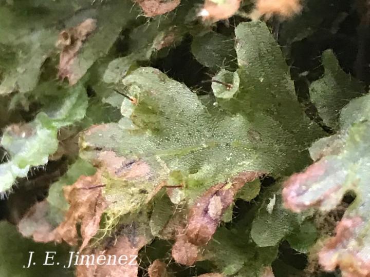 Trichomanes polypodioides